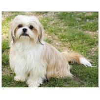 „Pasidaryk pats“ deimantinis siuvinėjimas Shih Tzu naminis šuo, 5d viso apvalaus apvalaus grąžto deimantinis dažymas 20X30CM