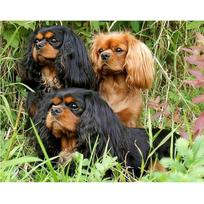 Visiškai deimantinis siuvinėjimas Cavalier King Charles ispanų šunų 5D „pasidaryk pats“ deimantinis siuvinėjimas kryželiu 20X30CM