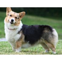 5D „pasidaryk pats“ deimantinis siuvinėjimas kryželiu „Corgi“ visiškai apvalus deimantinis siuvinėjimas 20X30CM