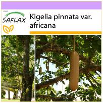 SAFLAX – Dešrų medis – 10 sėklų – Kigelia pinnata