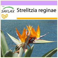 SAFLAX - Rojaus paukštis - 5 sėklos - Strelitzia reginae