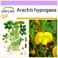 SAFLAX – Žemės riešutų augalas – 8 sėklos – Arachis hypogaea