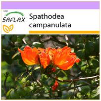 SAFLAX – Afrikos tulpių medis – 30 sėklų – Spathodea campanulata