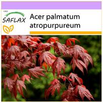SAFLAX – Raudonasis japoninis klevas – 20 sėklų – Acer palmatum