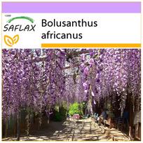 SAFLAX – Afrikos visterijos medis – 15 sėklų – Bolusanthus africanus