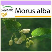 SAFLAX – Baltasis šilkmedis – 200 sėklų – Morus alba