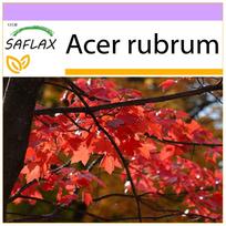 SAFLAX – Raudonasis klevas – 20 sėklų – Acer rubrum