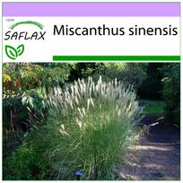 SAFLAX – Kinijos sidabrinė žolė – 200 sėklų – Miscanthus sinensis