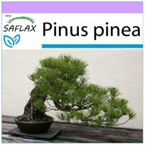 SAFLAX - Bonsai - Akmeninė pušis - 6 sėklos - Pinus pinea
