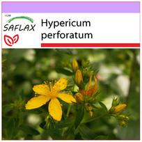 SAFLAX – Šv. Jonažolė - 300 sėklų - Hypericum perforatum