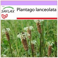 SAFLAX - angliškasis gyslotis - 100 sėklų - Plantago lanceolata