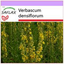 SAFLAX – didžiažiedis kefyras – 500 sėklų – Verbascum densiflorum