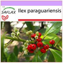 SAFLAX – Yerba mate – 10 sėklų – Ilex paraguariensis