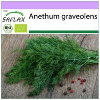 SAFLAX – Ekologiški – Krapai – 700 sėklų – Anethum graveolens