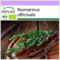 SAFLAX – Ekologiškas – Rozmarinas – 40 sėklų – Rosmarinus officinalis
