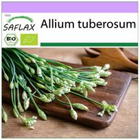 SAFLAX – Ekologiški – Česnakai – Laiškiniai česnakai – 100 sėklų – Allium tuberosum