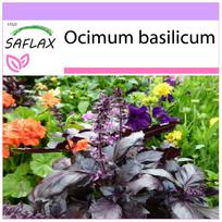 SAFLAX - Raudonasis bazilikas - 200 sėklų - Ocimum basilicum