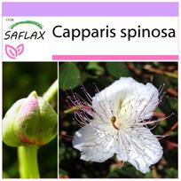 SAFLAX – kaparėlių augalas – 25 sėklos – Capparis spinosa