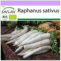 SAFLAX – Ekologiški – Ridikėliai – Mooli Minowase – 100 sėklų – Raphanus sativus