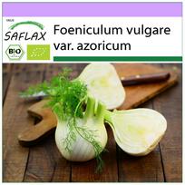 SAFLAX – ekologiškas – Florencijos pankolis – 100 sėklų – Foeniculum vulgare