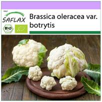 SAFLAX – Ekologiški – Žiediniai kopūstai – Sniego gniūžtės – 70 sėklų – Brassica oleracea