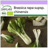 SAFLAX – Ekologiški – Pekininių garstyčių kopūstai – Pak Choi – 300 sėklų – Brassica rapa