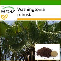 SAFLAX – meksikietiška medvilnė – 12 sėklų – Su vazoniniu substratu geresniam auginimui – Washingtonia robusta