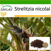 SAFLAX - Baltasis rojaus paukštis - 5 sėklos - Su vazoniniu substratu geresniam auginimui - Strelitzia nicolai