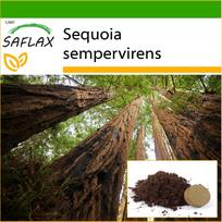 SAFLAX – Pakrantės sekvoja – 50 sėklų – Su vazoniniu substratu geresniam auginimui – Sequoia sempervirens