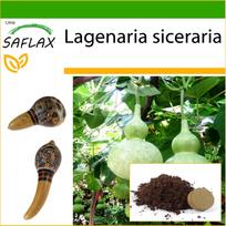 SAFLAX – Butelinis moliūgas – 15 sėklų – Su substratu vazonams geresniam auginimui – Lagenaria siceraria