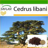 SAFLAX – Libano kedras – 20 sėklų – Su vazoniniu substratu geresniam auginimui – Cedrus libani