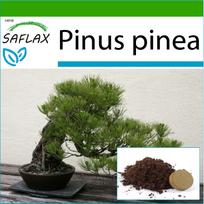 SAFLAX - Bonsai - Akmeninė pušis - 6 sėklos - Su vazoniniu substratu geresniam auginimui - Pinus pinea