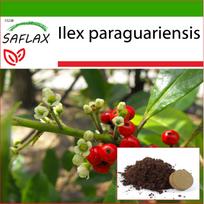 SAFLAX – Yerba mate – 10 sėklų – Su vazoniniu substratu geresniam auginimui – Ilex paraguariensis