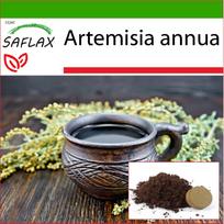 SAFLAX – Saldusis pelynas Qing Hao – 250 sėklų – Su vazoniniu substratu geresniam auginimui – Artemisia annua
