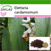 SAFLAX - Kardamonas - 20 sėklų - Su vazoniniu substratu geresniam auginimui - Elettaria cardamomum