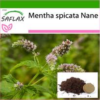 SAFLAX - meksikietiška nana mėta - 500 sėklų - Su substratu vazonams geresniam auginimui - Mentha spicata