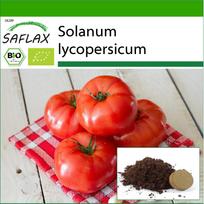 SAFLAX – Ekologiški – Pomidorai – Sen Pjeras – 15 sėklų – Su vazoniniu substratu geresniam auginimui – Solanum lycopersicum