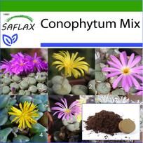 SAFLAX - Žydintys akmenys / Conophytum Mix - 40 sėklų - Su vazono substratu geresniam auginimui - Conophytum Mix