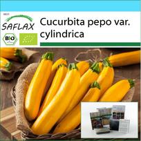 SAFLAX - Dovanų rinkinys - Ekologiškas - Cukinija - Aukso karštligė - 5 sėklos - Su dovanų dėžute, kortele, etikete ir vazono substratu - Cucurbita pepo