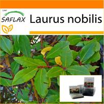 SAFLAX - Sodas maiše - Lauro medis - 6 sėklos - Su substratu tinkamame stovimame maišelyje - Laurus nobilis