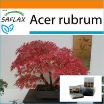 SAFLAX - Sodas maiše - Bonsai - Raudonasis klevas - 20 sėklų - Su substratu tinkamame stovimame maišelyje - Acer rubrum
