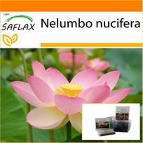 SAFLAX - Sodas maiše - Šventasis Indijos lotosas - 8 sėklos - Su substratu tinkančiame stovimame maišelyje - Nelumbo nucifera