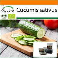 SAFLAX – Sodas maišelyje – Ekologiški – Agurkai – Marketmore – 20 sėklų – Su substratu tinkamame stovinčiame maišelyje – Cucumis sativus