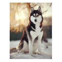 Deimantinis paveikslas pagal sieninius paveikslus „Husky Dog“ „pasidaryk pats“ sienų paveikslai, skirti svetainės dekoravimui 20X30CM