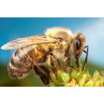 Visas 5D „pasidaryk pats“ deimantinis piešimas „Bee“ deimantinis siuvinėjimas Visiškai klojamas kryželiu namų dekoras, rankų darbo dovana 20x30cm