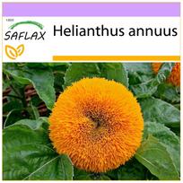SAFLAX – Nykštukinė saulėgrąža – 40 sėklų – Helianthus annuus