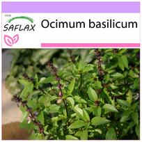 SAFLAX - Tailando bazilikas - 200 sėklų - Ocimum basilicum
