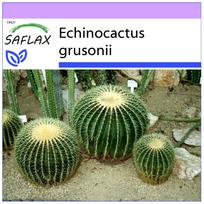 SAFLAX - Statinė kaktusas / Uošė Sėdynė - 40 sėklų - Echinocactus grusonii