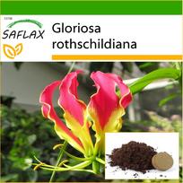 SAFLAX – Afrikos vijoklinė lelija – 15 sėklų – Su vazoniniu substratu geresniam auginimui – Gloriosa rothschildiana