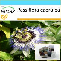 SAFLAX – Dovanų rinkinys – Pasifloros gėlė – 25 sėklos – Su dovanų dėžute, kortele, etikete ir vazono substratu – Passiflora caerulea